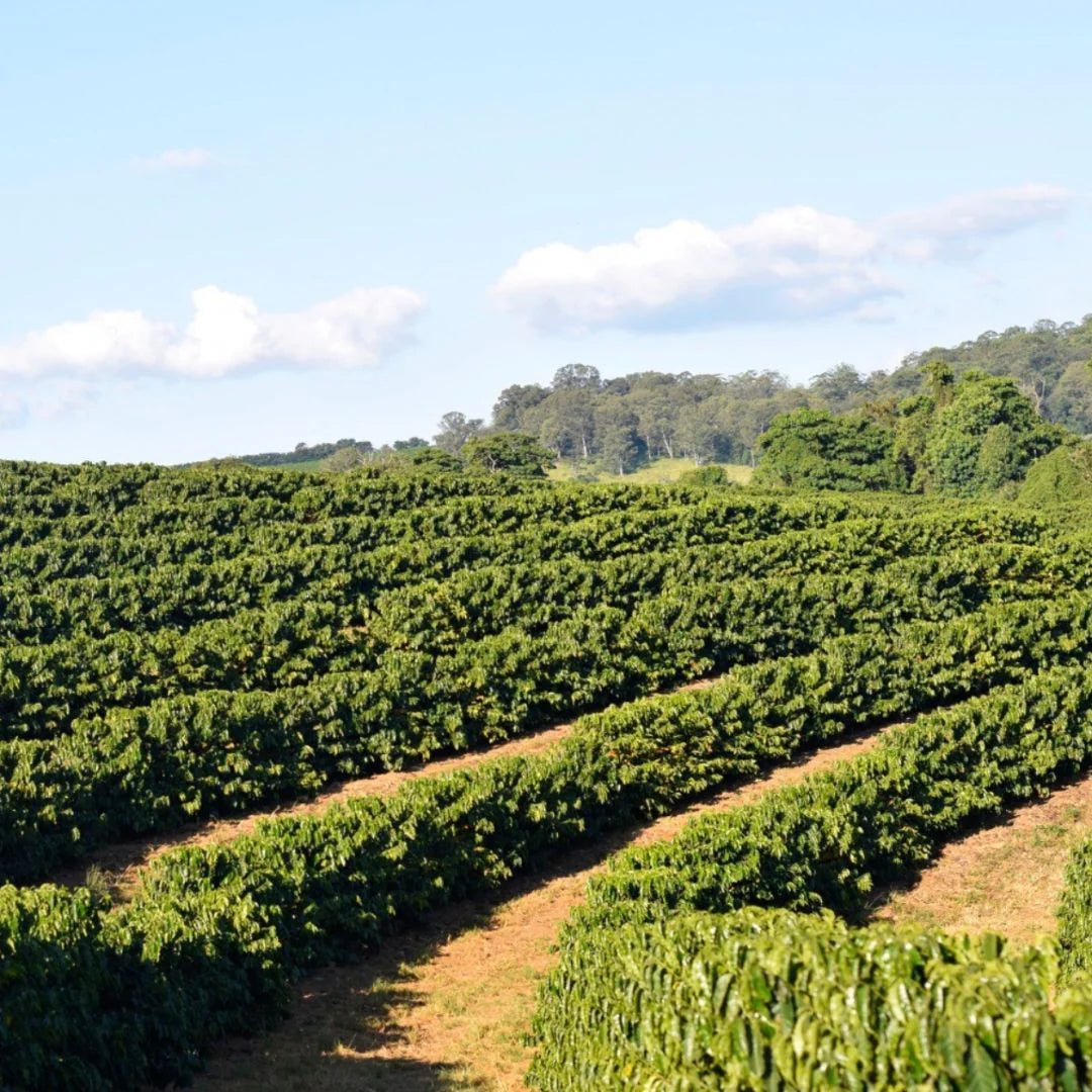 A coffee plantation