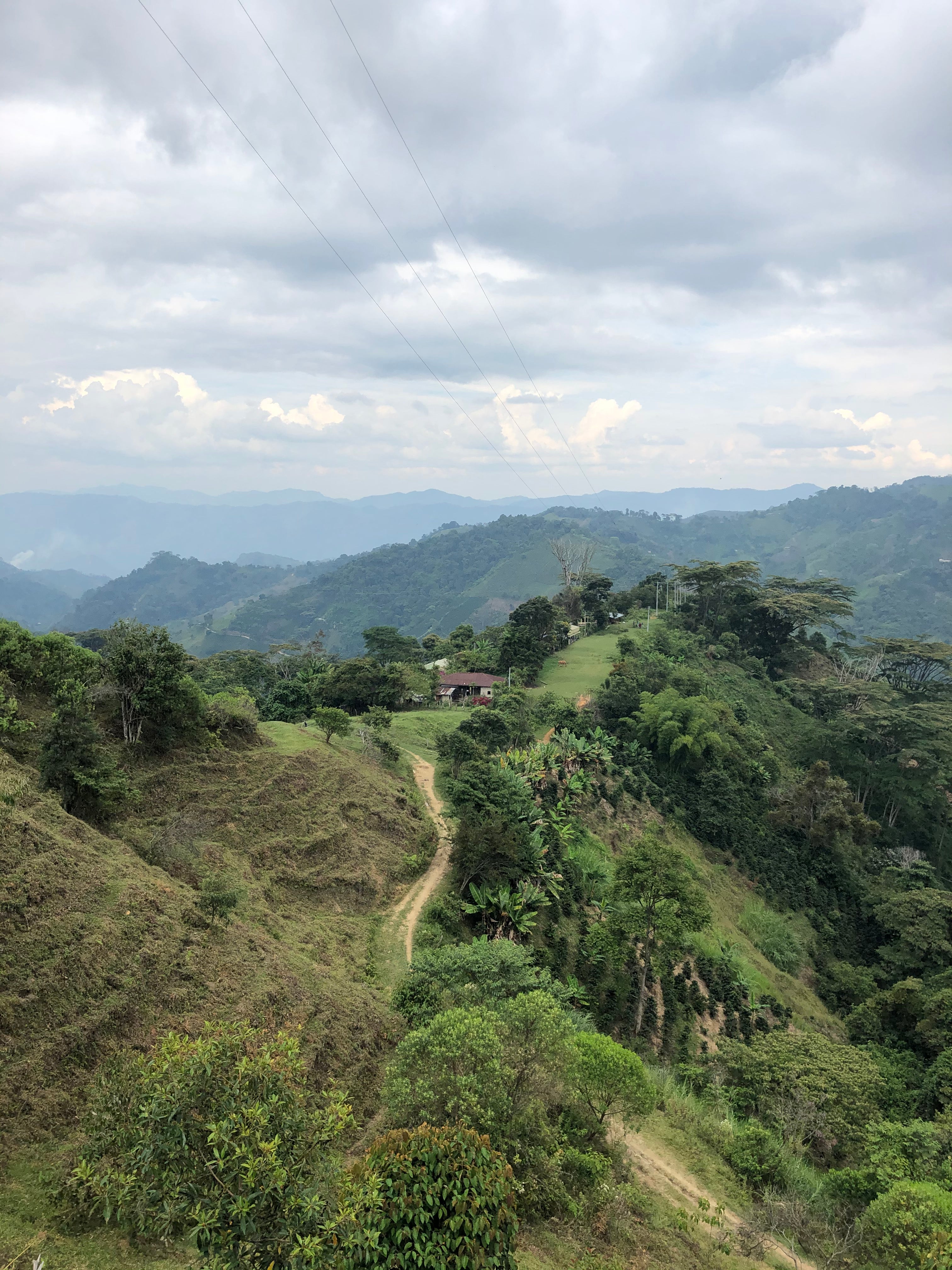 Brazilian Coffee Farm