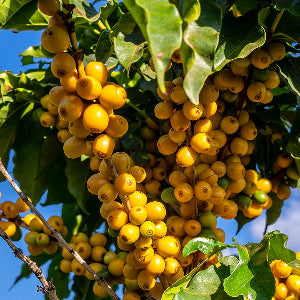 coffee cherries on the tree