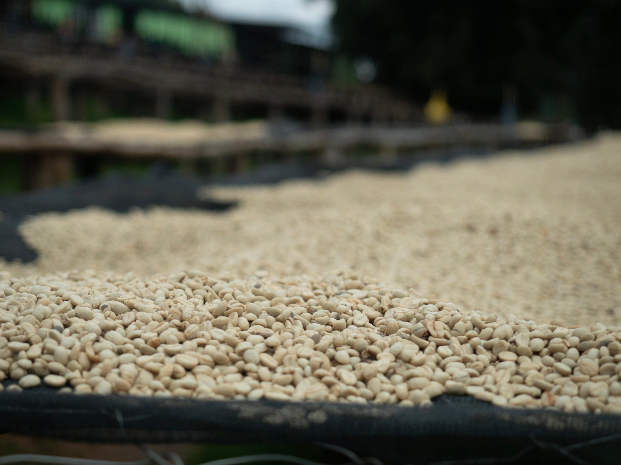 Drying Green Coffee