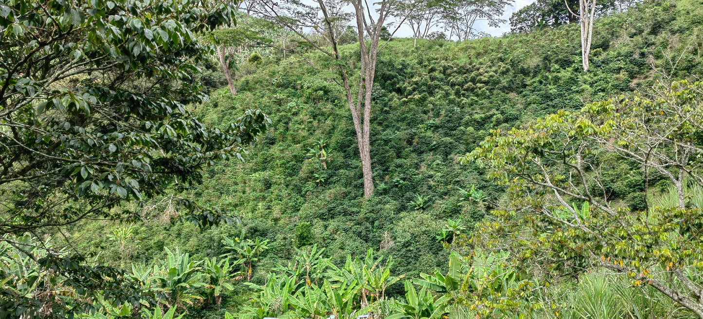 More green Columbian forest