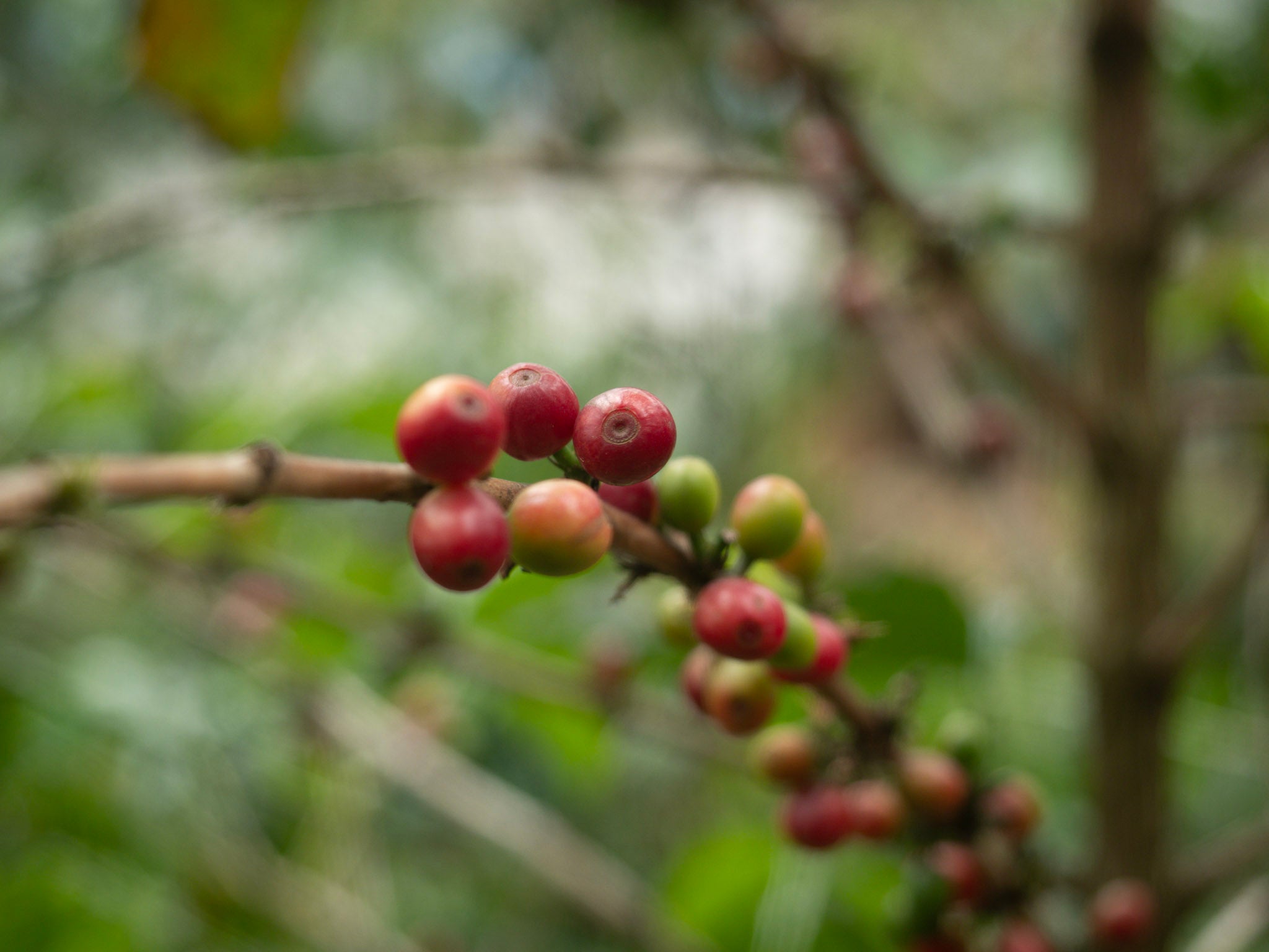 Red coffee Cherries on a branch 